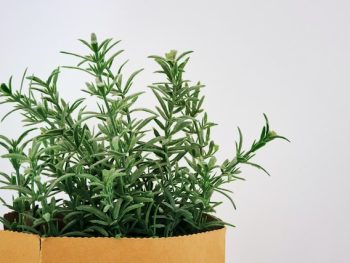 Rosemary